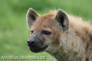 689_hyena-skvrnita-spotted-hyaena-crocuta-crocuta